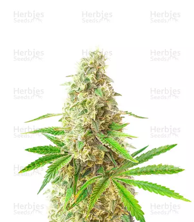 Sunday Punch by Delicious Seeds, Photoperiod cannabis strain