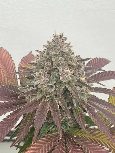 Sunrise Papaya by Blackbox Genetics cannabis strain