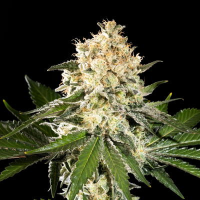 Sunset Sherbet Go Fast by Kannabia Seed Company, Photoperiod cannabis strain