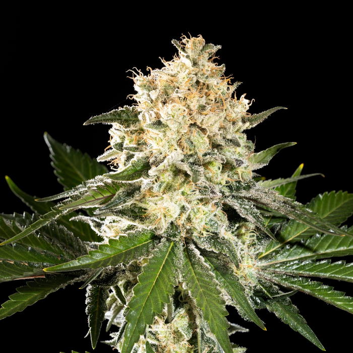 Sunset Sherbet Go Fast by Kannabia Seed Company, Photoperiod cannabis strain