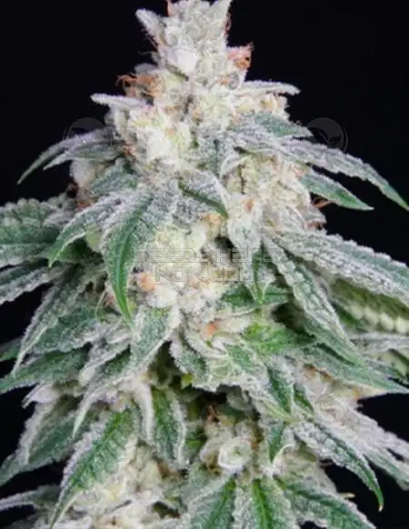 Sunshine Kush by Midnight Roots Genetics cannabis strain
