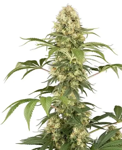 Super Berry Pound Cake by Serge Cannabis cannabis strain