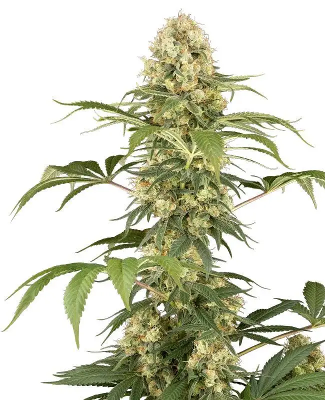 Super Berry Pound Cake by Serge Cannabis cannabis strain