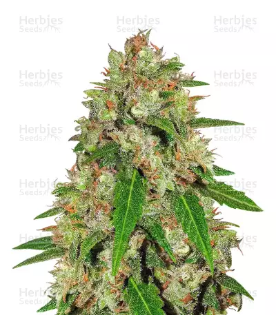 Super Haze by Dutch Passion, Photoperiod cannabis strain