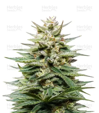 Super Lemon Haze Auto CBD cannabis strain