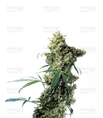 Super Silver by Dinafem, Photoperiod cannabis strain