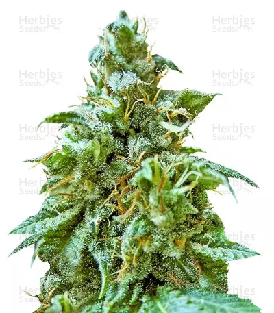 Superb OG by Heavyweight Seeds, Photoperiod cannabis strain