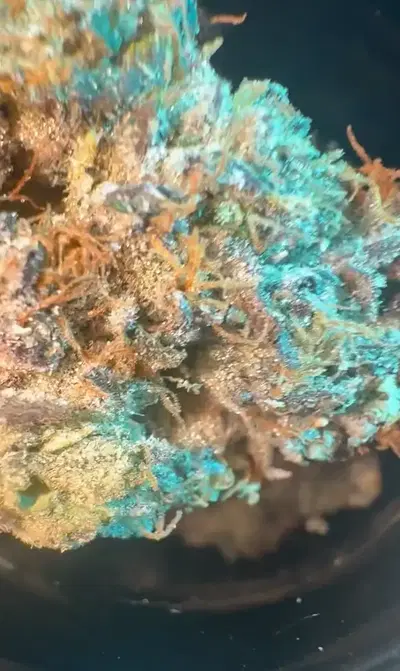 Swamp Water by Zaba Cannabis Co cannabis strain