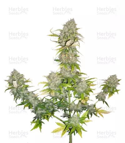 Sweet Cheese Fast Version by Sweet Seeds, Autoflower cannabis strain