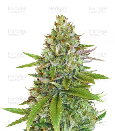 Sweet Pure Auto CBD® by Sweet Seeds, Autoflower cannabis strain