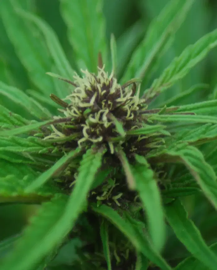 Sweet Purple by Paradise Seeds, Photoperiod cannabis strain