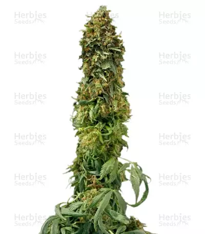 Sweet Tooth Autoflower by Sunwest Genetics, Autoflower cannabis strain