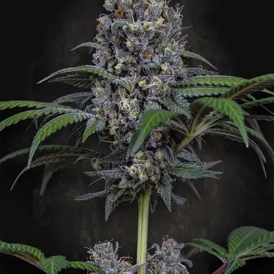 Sweetopia by Paradise Seeds, Photoperiod cannabis strain
