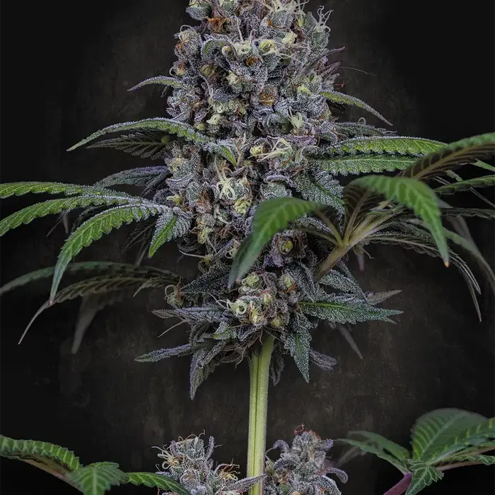 Sweetopia by Paradise Seeds, Photoperiod cannabis strain