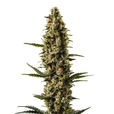 Sweety Automatic by Blimburn Seeds, Autoflower cannabis strain