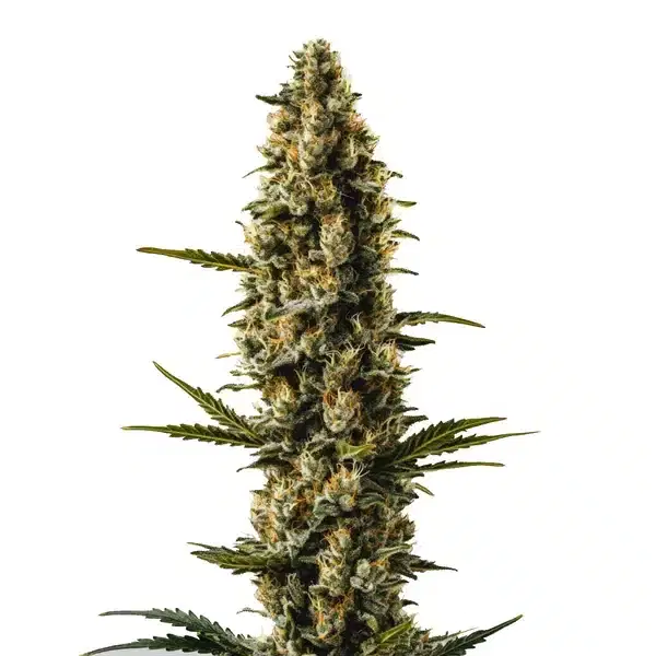 Sweety Automatic by Blimburn Seeds, Autoflower cannabis strain