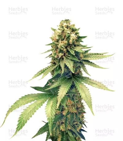 Swiss Cheese by Nirvana, Photoperiod cannabis strain