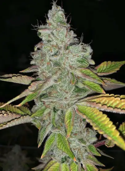 T.I.T.S. Regular by Diamond Back Genetics cannabis strain