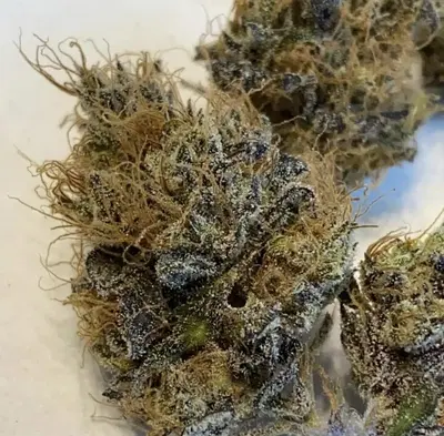 Tachibana by Oni Seed co., Photoperiod cannabis strain