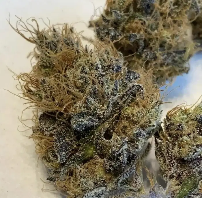 Tachibana by Oni Seed co., Photoperiod cannabis strain