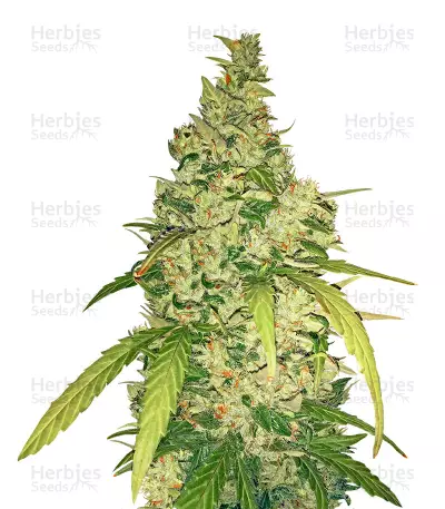 Tangerine Autoflower by SeedSupreme, Autoflower cannabis strain