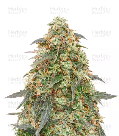 Tangerine Dream Autoflowering by Crop King Seeds, Autoflower cannabis strain