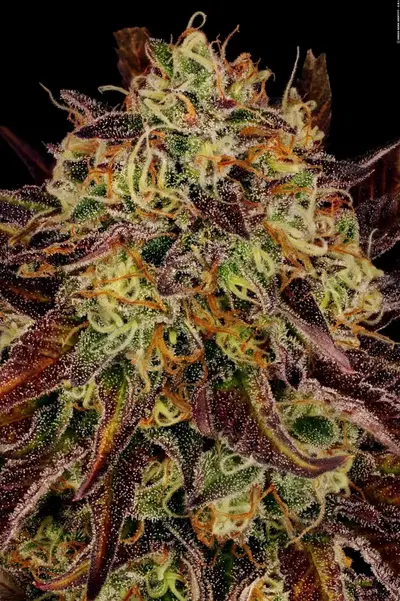 Tangerine Sorbet by Paradise Seeds, Photoperiod cannabis strain