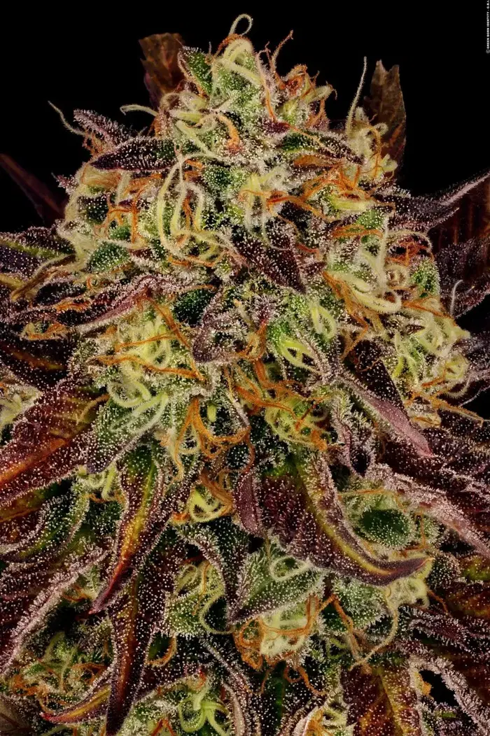 Tangerine Sorbet by Paradise Seeds, Photoperiod cannabis strain