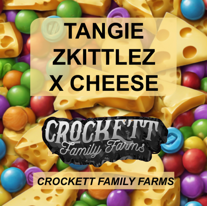 Tangie zkittlez x cheese by Crockett Family Farms, Photoperiod cannabis strain