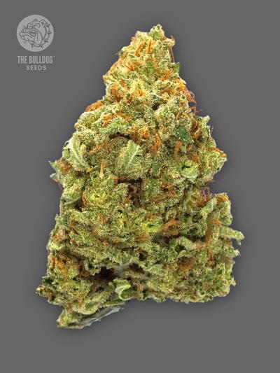 TB Lemon Haze Auto by The Bulldog Seeds, Autoflower cannabis strain
