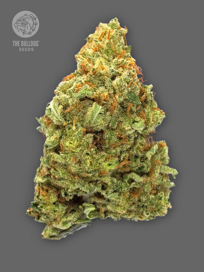 TB Lemon Haze Auto by The Bulldog Seeds, Autoflower cannabis strain