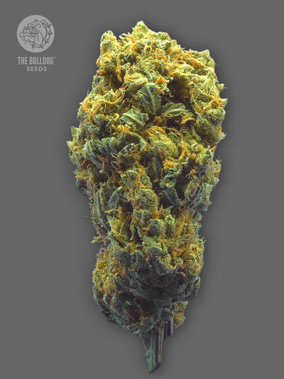 TB Strawberry Haze Auto by The Bulldog Seeds, Autoflower cannabis strain