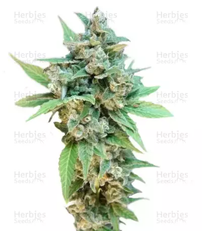 Thai Fantasy by Kannabia Seed Company, Photoperiod cannabis strain
