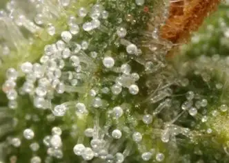 Thai Lights Regular by Dr. Atomic Seeds cannabis strain