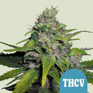 THCV by Ganja Farmer, Photoperiod cannabis strain