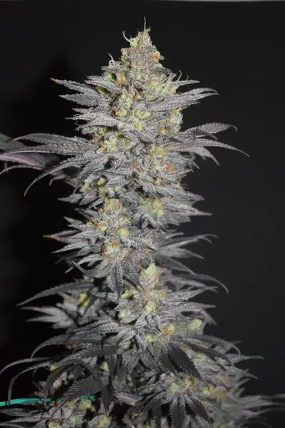 The Bugsby by Blackbox Genetics cannabis strain