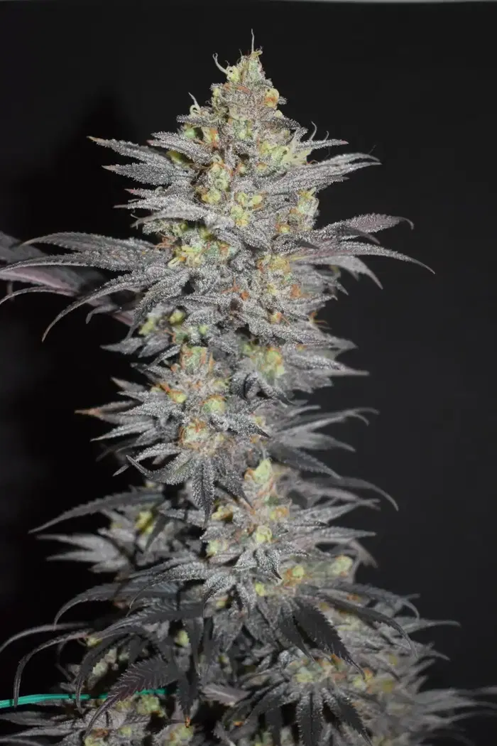 The Bugsby by Blackbox Genetics cannabis strain