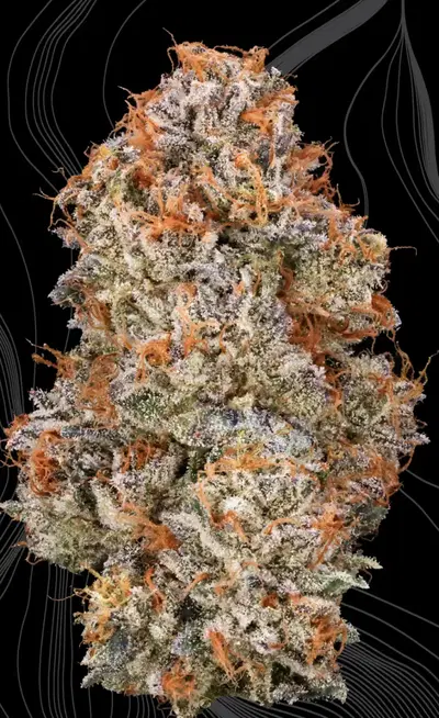The Creator by Bosky Genetics cannabis strain
