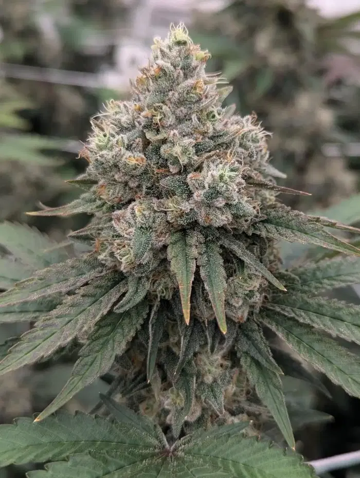 The Loke by Blackbox Genetics cannabis strain