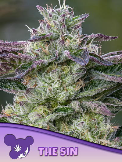 The Sin cannabis strain
