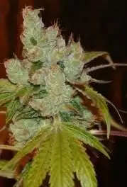 The Truth by True Canna Genetics cannabis strain