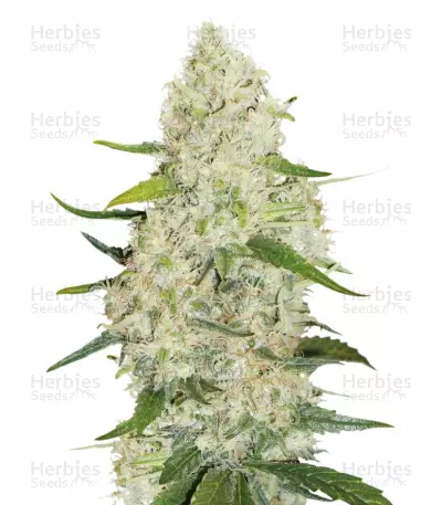 Think Big by Dutch Passion, Autoflower cannabis strain