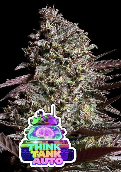 Think Tank Auto by Anesia Seeds, Autoflower cannabis strain