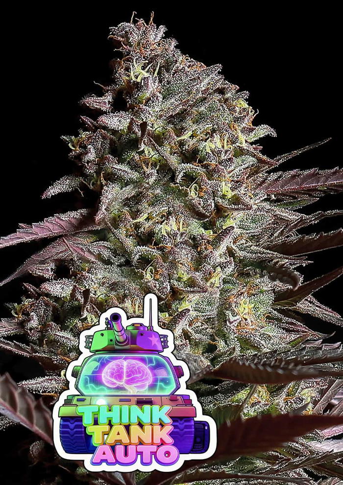Think Tank Auto by Anesia Seeds, Autoflower cannabis strain