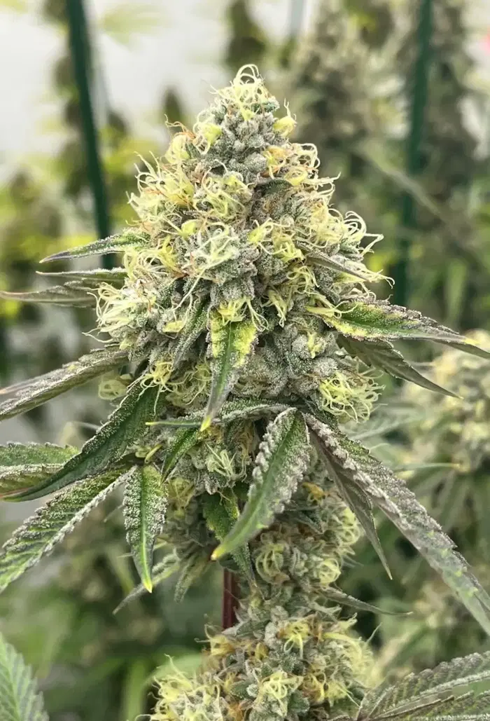 Tk Power by Blackbox Genetics cannabis strain