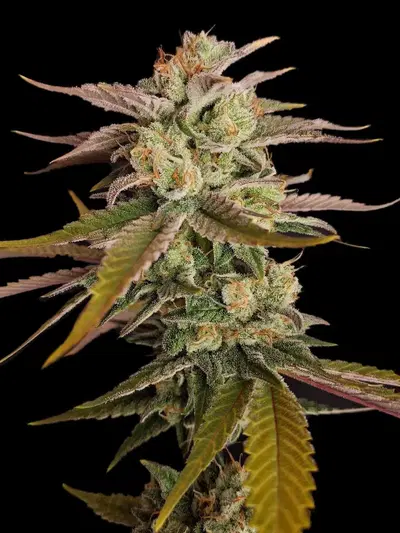 Toffee Kush Regular by Cannabella Genetics cannabis strain