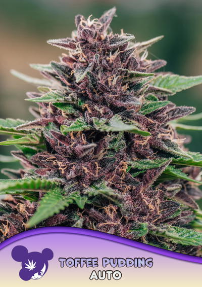 Toffee Pudding Auto cannabis strain