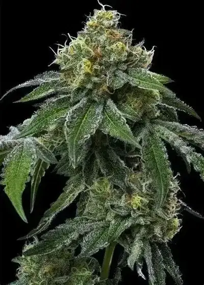Top Banana OG Regular by Higher Ground Cannabis cannabis strain