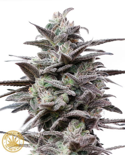 Top Secret Cookies by Copenhagen Seed Company, Photoperiod cannabis strain