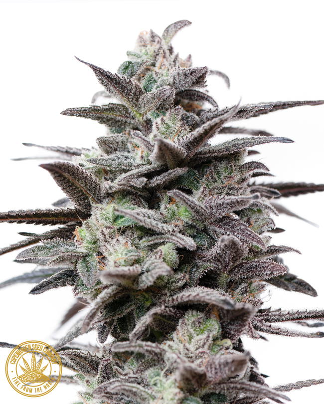 Top Secret Cookies by Copenhagen Seed Company, Photoperiod cannabis strain